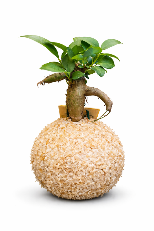 Bonsai Ficus microcarpa “Ginseng”