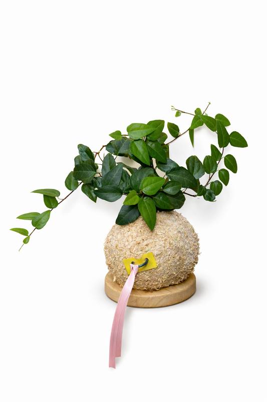 Hera de Jardim- Hedera Helix