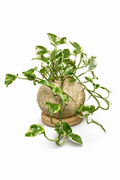 Jiboia N’Joy - Epipremnum aureum ‘N’Joy’