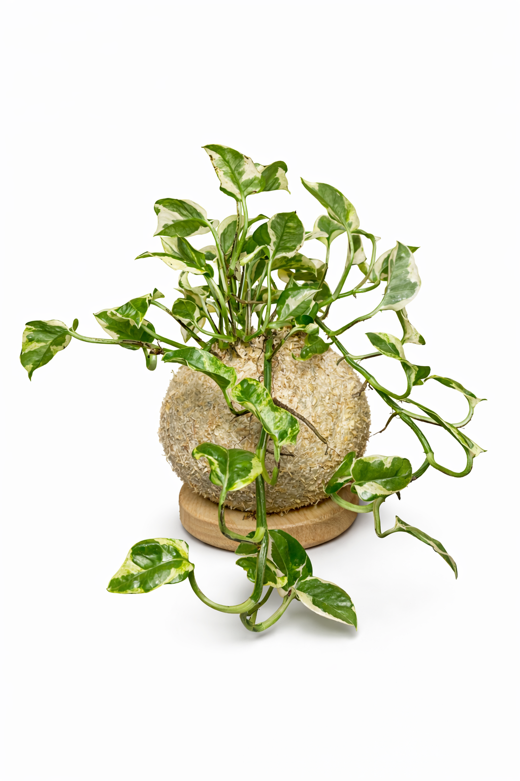 Jiboia N’Joy - Epipremnum aureum ‘N’Joy’