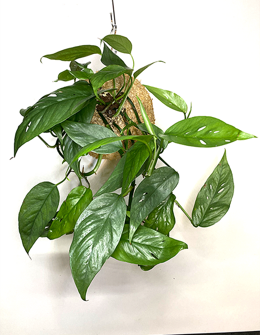 WoodDama de Epipremnum Cedu Blue