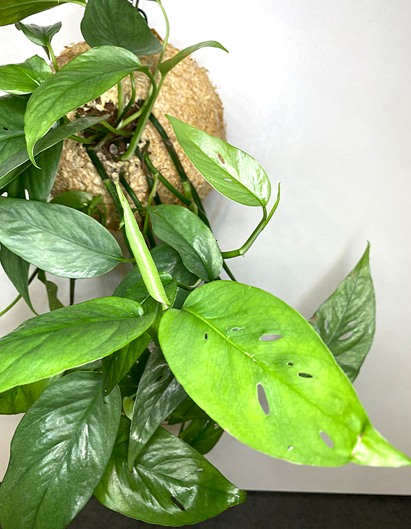 WoodDama de Epipremnum Cedu Blue