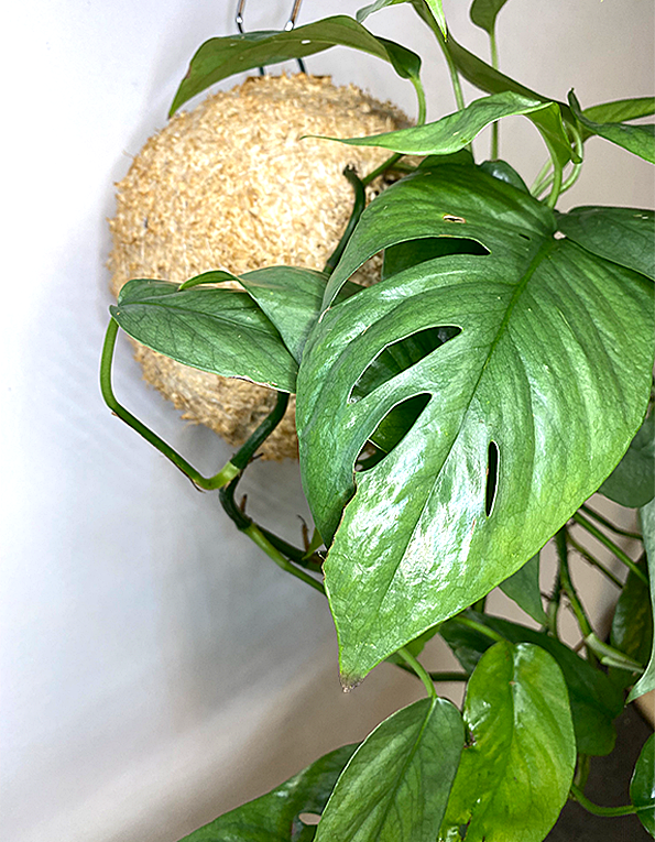 WoodDama de Epipremnum Cedu Blue