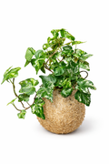 Hedera helix-Hera variegada