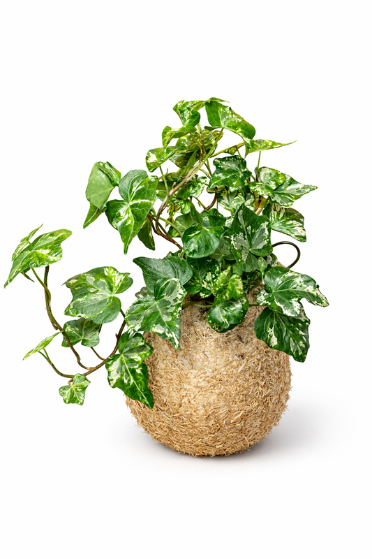 Hedera helix-Hera variegada