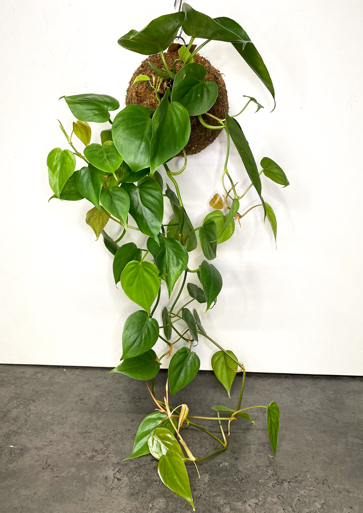 WoodDama de Philodendron Scandens