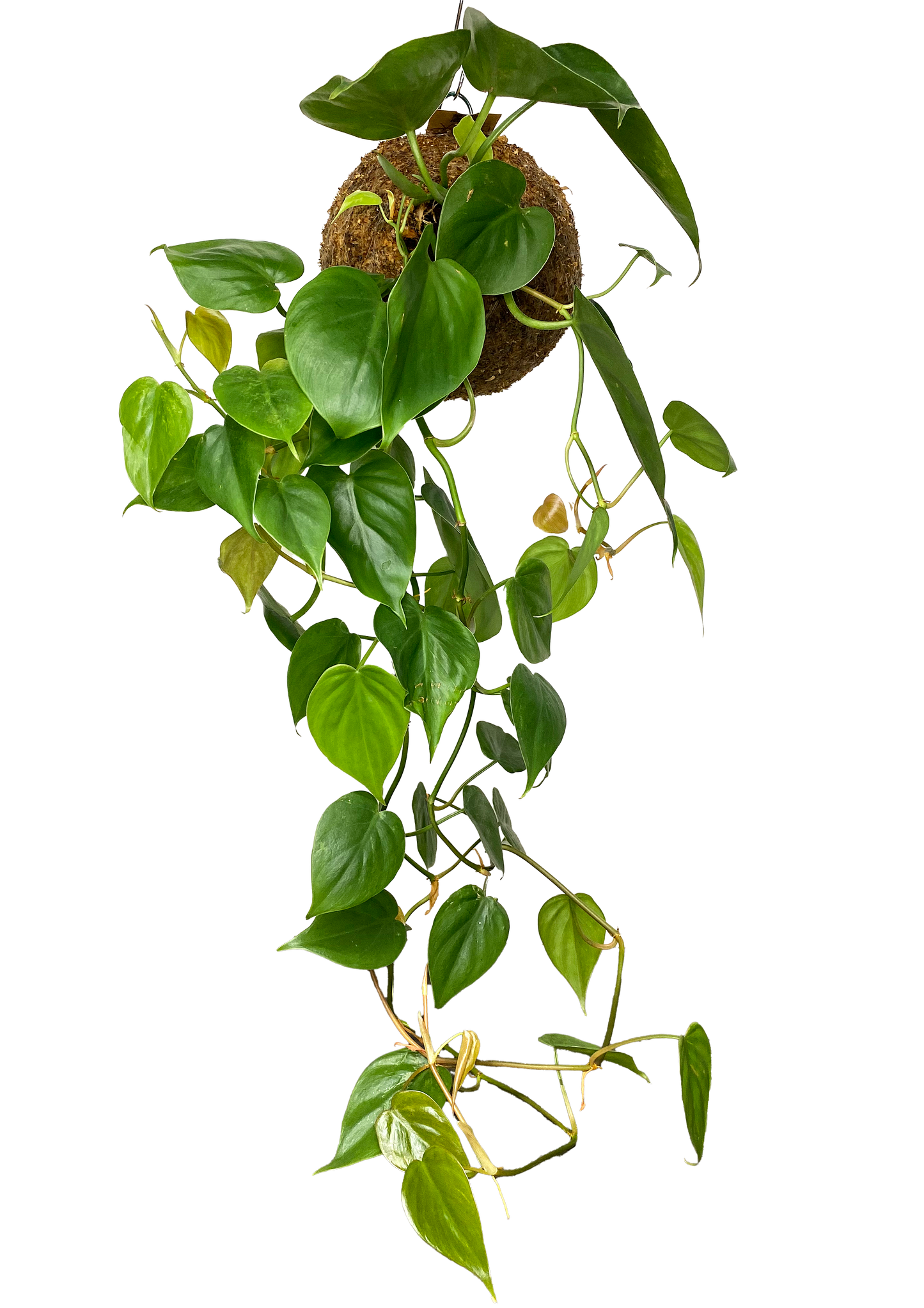 WoodDama de Philodendron Scandens