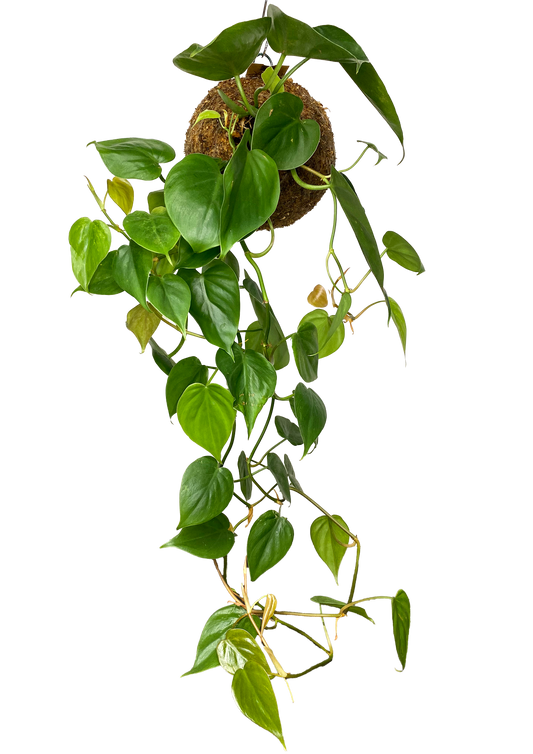 WoodDama de Philodendron Scandens