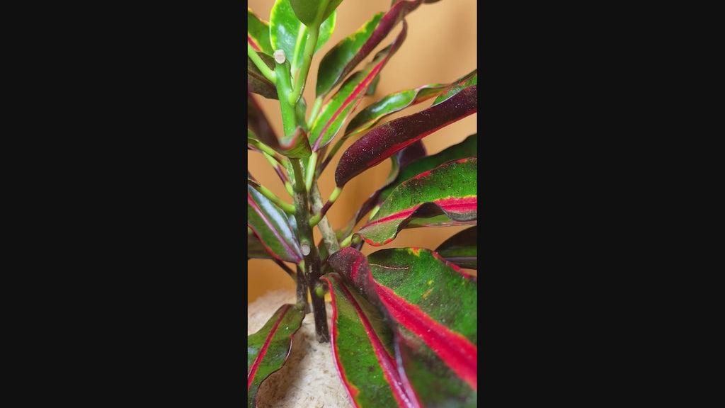 Cróton Mammy - Codiaeum variegatum