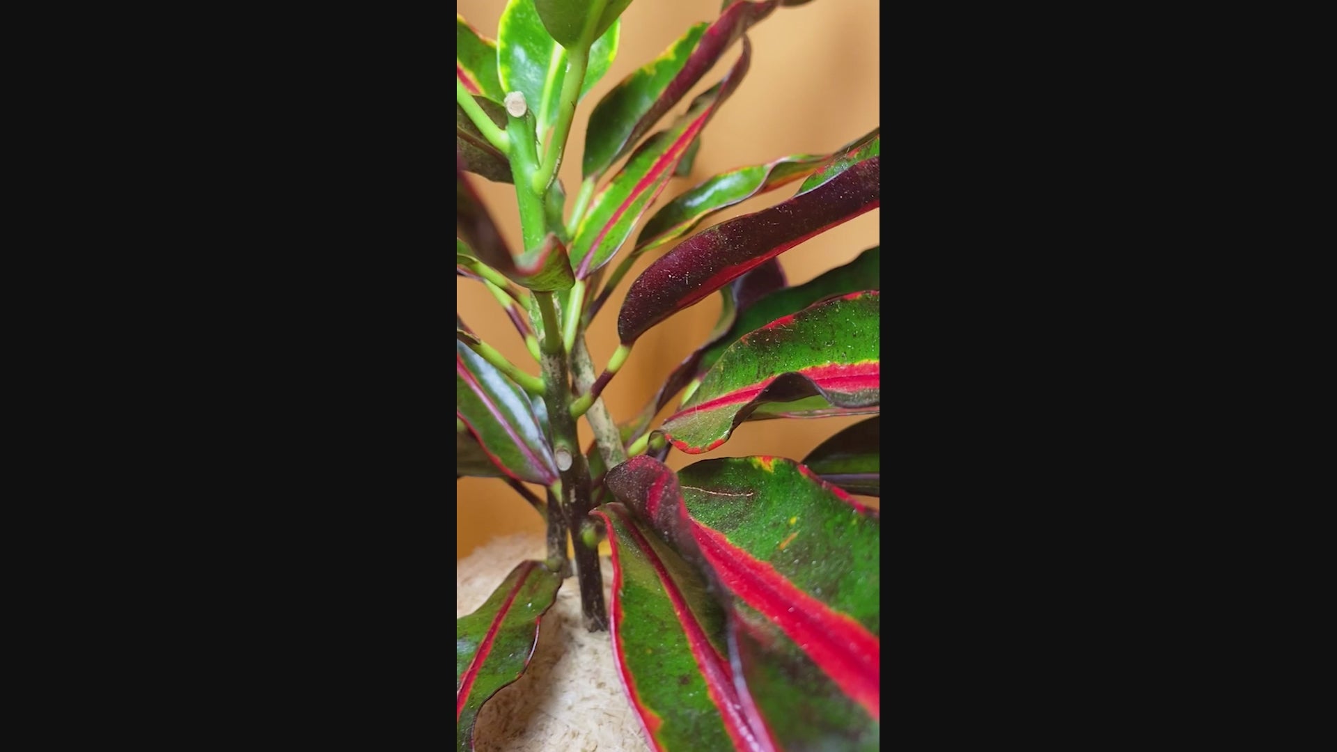 Cróton Mammy - Codiaeum variegatum